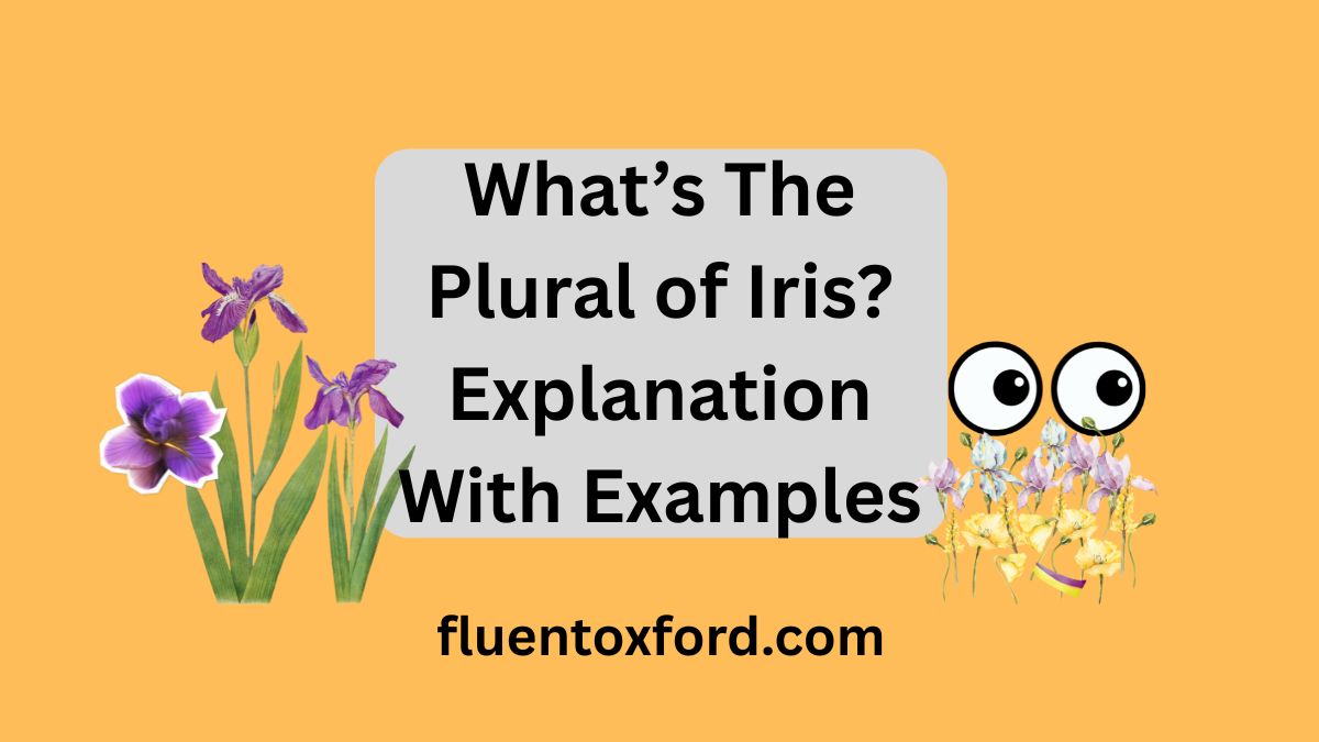 What’s The Plural of Iris? Explanation With Examples